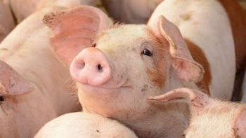 Giá thịt lợn hôm nay 23/10: Ghi nhận mức tăng trên cả 3 miền