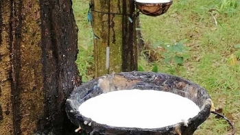 Cập nhật giá cao su hôm nay 23/10: Phiên chiều giữ đà tăng