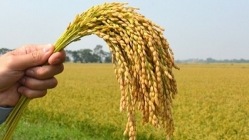 Cập nhật giá gạo hôm nay 23/10: Giữ xu hướng tăng vào phiên chiều