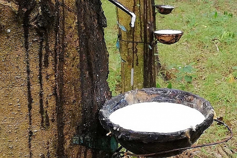 Cập nhật giá cao su hôm nay 23/10: Phiên chiều giữ đà tăng