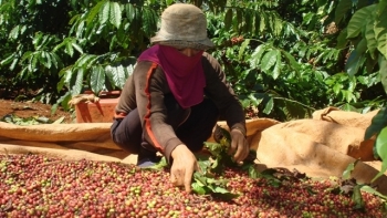 Giá cà phê hôm nay 24/10: Tiếp tục tăng