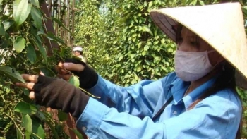 Giá hồ tiêu hôm nay 24/10: Đồng loạt tăng tại các địa phương