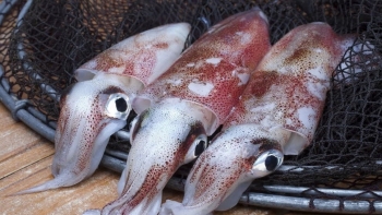 Tháng 9, xuất khẩu mực, bạch tuộc tăng 20%