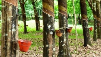 Cập nhật giá cao su hôm nay 24/10: Giữ đà tăng ở phiên chiều