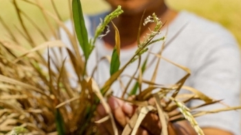 Hậu Giang: Tập huấn bảo vệ môi trường và ứng phó biến đổi khí hậu