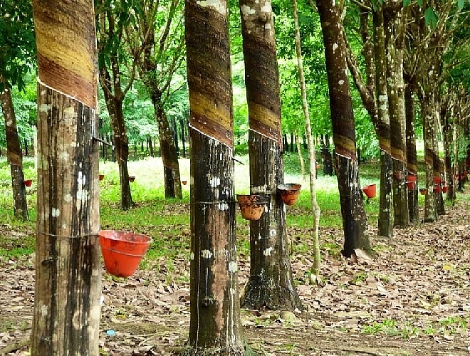 Cập nhật giá cao su hôm nay 24/10: Giữ đà tăng ở phiên chiều