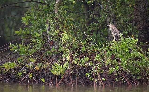 thực hiện một dự án phục hồi rừng ngập mặn tại Vườn Quốc gia Mũi Cà Mau thực hiện một dự án phục hồi rừng ngập mặn tại Vườn Quốc gia Mũi Cà Mau