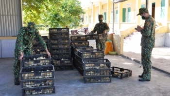 Quảng Ninh: Thu giữ gần 11.000 con gà giống nhập lậu