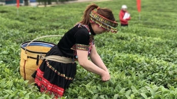 9 tháng, xuất khẩu chè sang thị trường Ấn Độ và UAE tăng mạnh