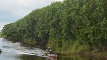 Kiên Giang: Tăng cường triển khai thực hiện trồng rừng