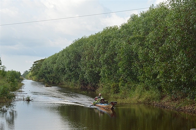 Kiên Gian tăng cường triển khai thực hiện trồng rừng thay thế diện tích rừng chuyển sang mục đích sử dụng khác Kiên Gian tăng cường triển khai thực hiện trồng rừng thay thế diện tích rừng chuyển sang mục đích sử dụng khác