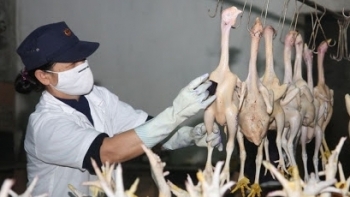 Hà Nội: Còn tồn tại 673 cơ sở giết mổ gia súc, gia cầm thủ công