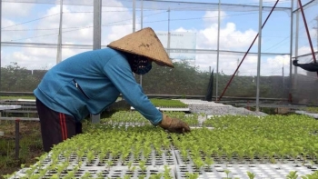 Phát huy vai trò của hợp tác xã trong liên kết kinh doanh để phát triển bền vững