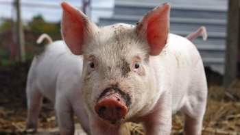 Giá thịt lợn hôm nay 28/10: Ba miền đồng loạt tăng