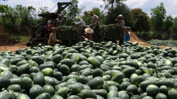 9 tháng, xuất nhập khẩu nông sản Việt Nam - Trung Quốc đạt 9,8 tỷ USD