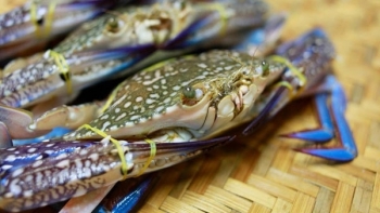 Xuất khẩu cua ghẹ, cá biển tăng trưởng mạnh trong 9 tháng