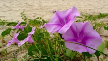 Quảng Ninh: Tập trung phát triển Khu du lịch Quốc gia Trà Cổ