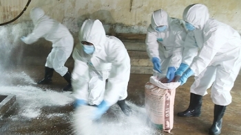 Hà Nội: Thêm 2 hộ chăn nuôi có lợn mắc bệnh dịch tả lợn châu Phi