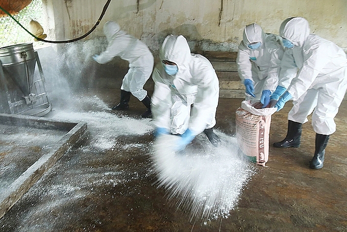 Hà Nội tích cực chủ động thực hiện các biện pháp phòng, chống dịch tả lợn châu Phi (ảnh minh họa)