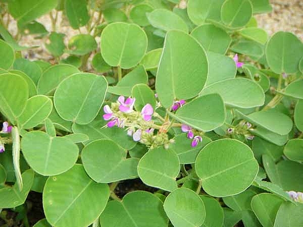 Kim tiền thảo có tên khoa học là Desmodium styracifolium (Osb) Merr thuộc họ Đậu (Fabaceae)