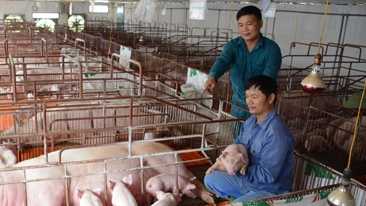 Giá thịt lợn hôm nay 29/10: Duy trì đà tăng