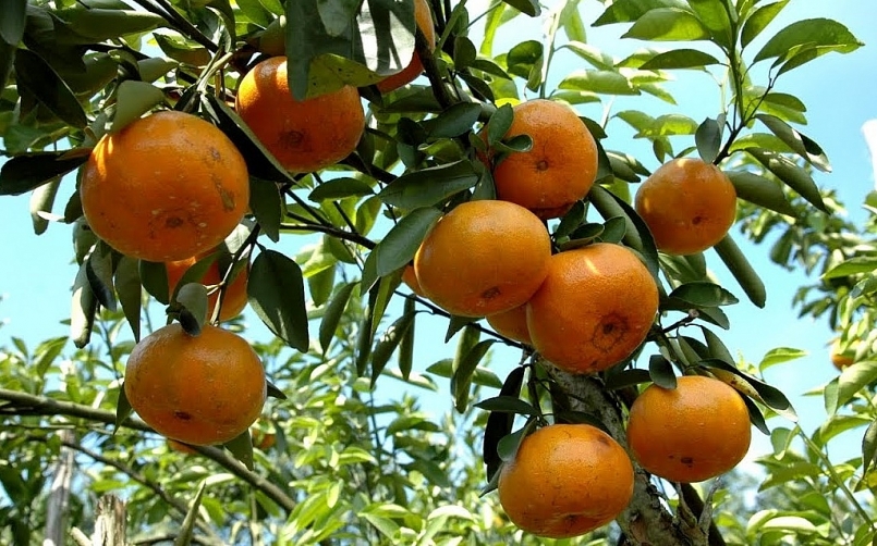 Đồng Tháp phê duyệt Đề án Bảo tồn vườn quýt Hồng Lai Vung gần 550 ha