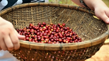 Giá cà phê hôm nay 31/10: Quay đầu tăng vào phiên cuối tuần