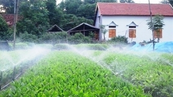 Bình Định: Siết chặt quản lý sản xuất giống cây lâm nghiệp