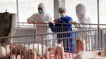 Giá thịt lợn hôm nay 1/11: Tiếp tục tăng mạnh