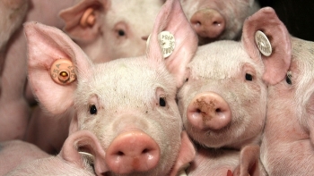 Giá thịt lợn hôm nay 2/11: Tiếp tục nhích lên tại nhiều địa phương