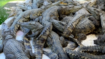 Cà Mau: Tăng cường công tác quản lý, gây nuôi động vật hoang dã