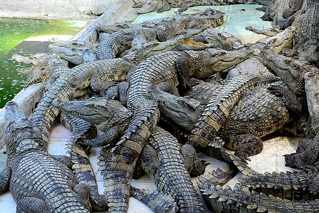 Cà Mau tăng cường công tác quản lý, gây nuôi động vật hoang dã Cà Mau tăng cường công tác quản lý, gây nuôi động vật hoang dã