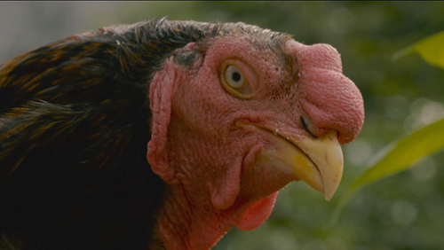 Gà Hồ từng là sản vật tiến Vua của tỉnh Bắc Ninh