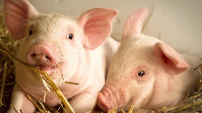 Giá thịt lợn hôm nay 3/11: Bất ngờ giảm từ 1.000 - 4.000 đồng/kg tại hai miền Nam-Bắc