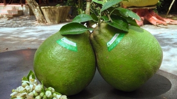 Nga bất ngờ tăng nhập khẩu bưởi tươi từ Việt Nam