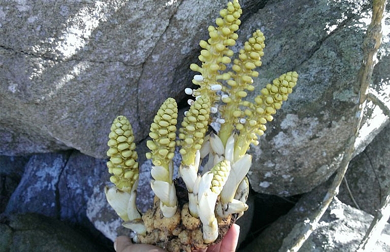 Nhục thung dung là một trong những vị thuốc có lịch sử sử dụng lâu đời nhất trong Đông y