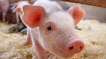 Giá thịt lợn hôm nay 4/11: Giảm nhẹ trên cả 3 miền