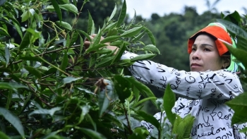 Mục tiêu đến năm 2025 diện tích chè được chứng nhận an toàn của cả nước đạt 55%