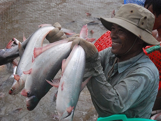 Giá cá tra nguyên liệu và giá xuất khẩu đang nhích dần lên Giá cá tra nguyên liệu và giá xuất khẩu đang nhích dần lên