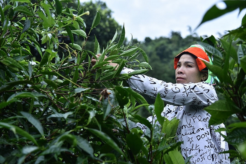 Năm 2025: Diện tích chè được chứng nhận an toàn của cả nước đạt 55%