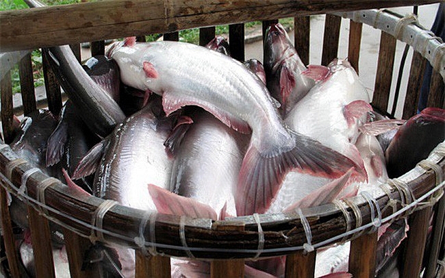 Giá cá tra nguyên liệu và xuất khẩu đang trên đà phục hồi Giá cá tra nguyên liệu và xuất khẩu đang trên đà phục hồi