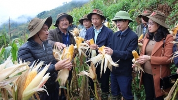 Yên Bái: Huyện Trạm Tấu đánh giá mô hình ngô lai ST889