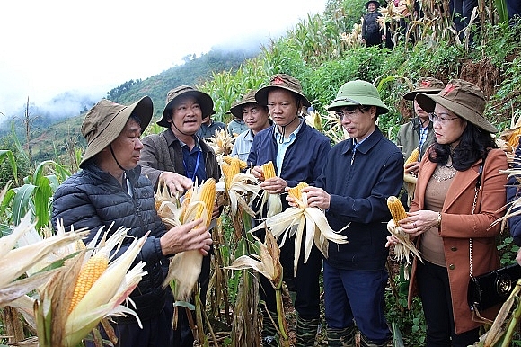 Giống ngô lai ST 889 sắp tới sẽ được trồng huyện Trạm Trấu trồng khảo nghiệm tại một số xã Giống ngô lai ST 889 sắp tới sẽ được trồng huyện Trạm Trấu trồng khảo nghiệm tại một số xã