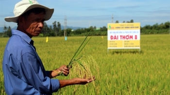 Đồng Tháp: Giống Đài Thơm 8 vào top 3 Gạo ngon Việt Nam