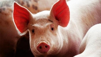 Giá thịt lợn hôm nay 5/11: Cao nhất là 77.000 đồng/kg