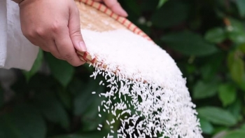 Gạo ST25 giữ vững thương hiệu gạo ngon nhất Việt Nam