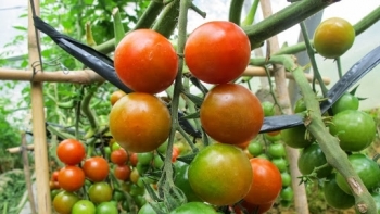 Xuất khẩu rau quả 10 tháng đạt 2,7 tỷ USD, giảm 12,5% so với cùng kỳ