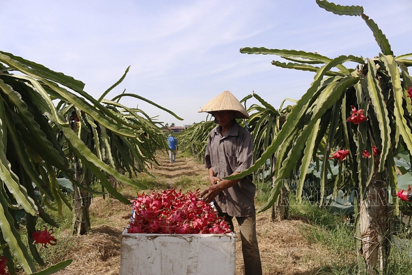 Thanh long là mặt hàng chiếm thị phần xuất khẩu cao nhất với 36,4% tổng giá trị xuất khẩu