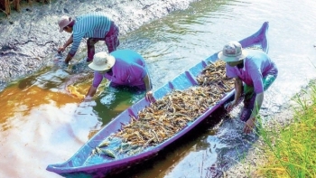 Kiên Giang: Tổng sản phẩm ngành nông nghiệp đạt hơn 19.009 tỷ đồng