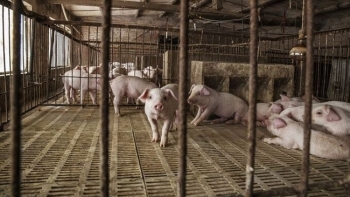 Giá thịt lợn hôm nay 6/11: Điều chỉnh tăng nhẹ